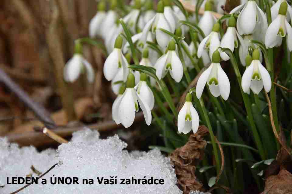 Vytváření okrasných i ovocných zahrad