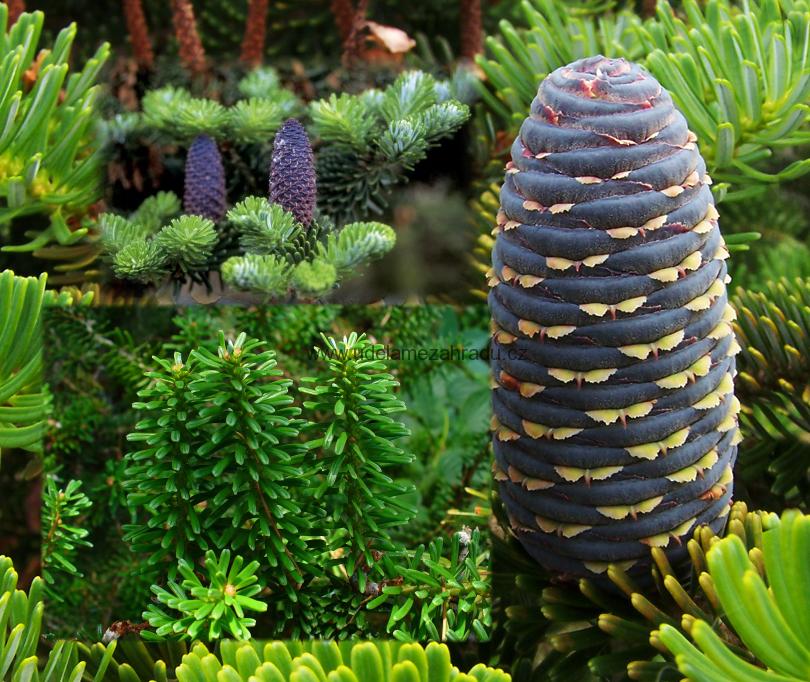 Jedle korejská "ABIES KOREANA"