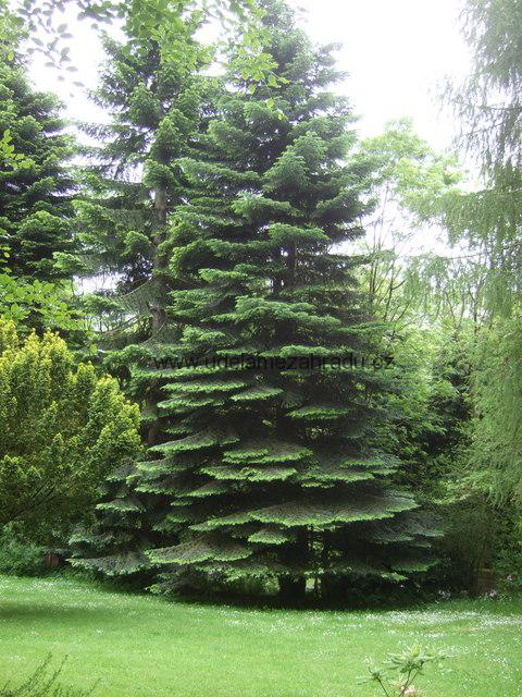 Jedle korejská "ABIES KOREANA"