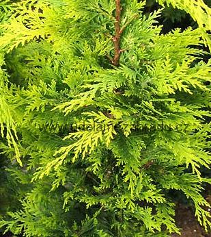 Cypřišek "CHAMAECYPARIS LAWSONIANA IVONNE", výška cca 80 cm