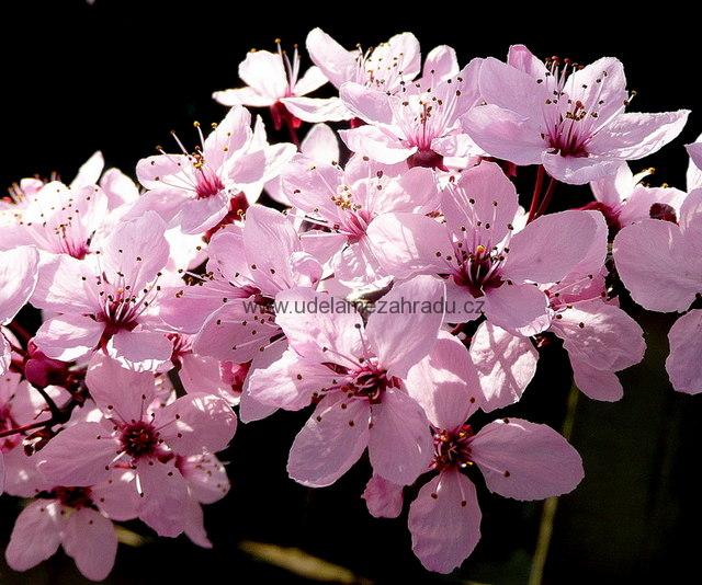 Třešeň červenolistá "PRUNUS CERASIFERA NIGRA" 