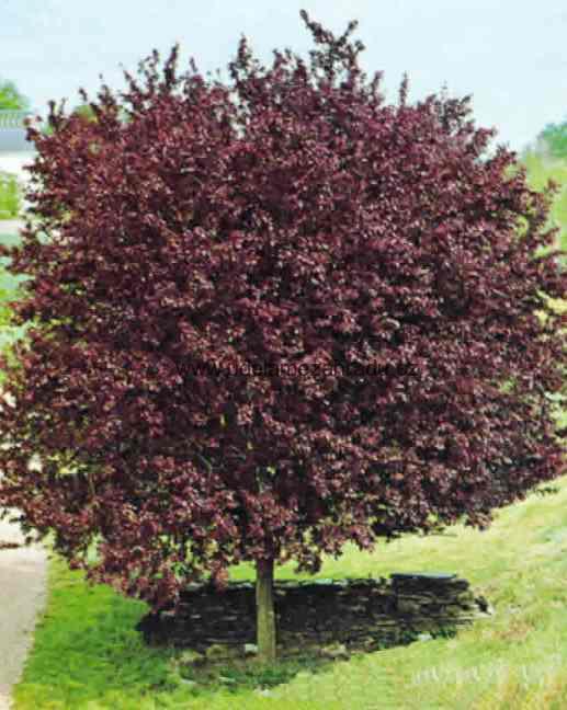 Třešeň červenolistá "PRUNUS CERASIFERA NIGRA" 