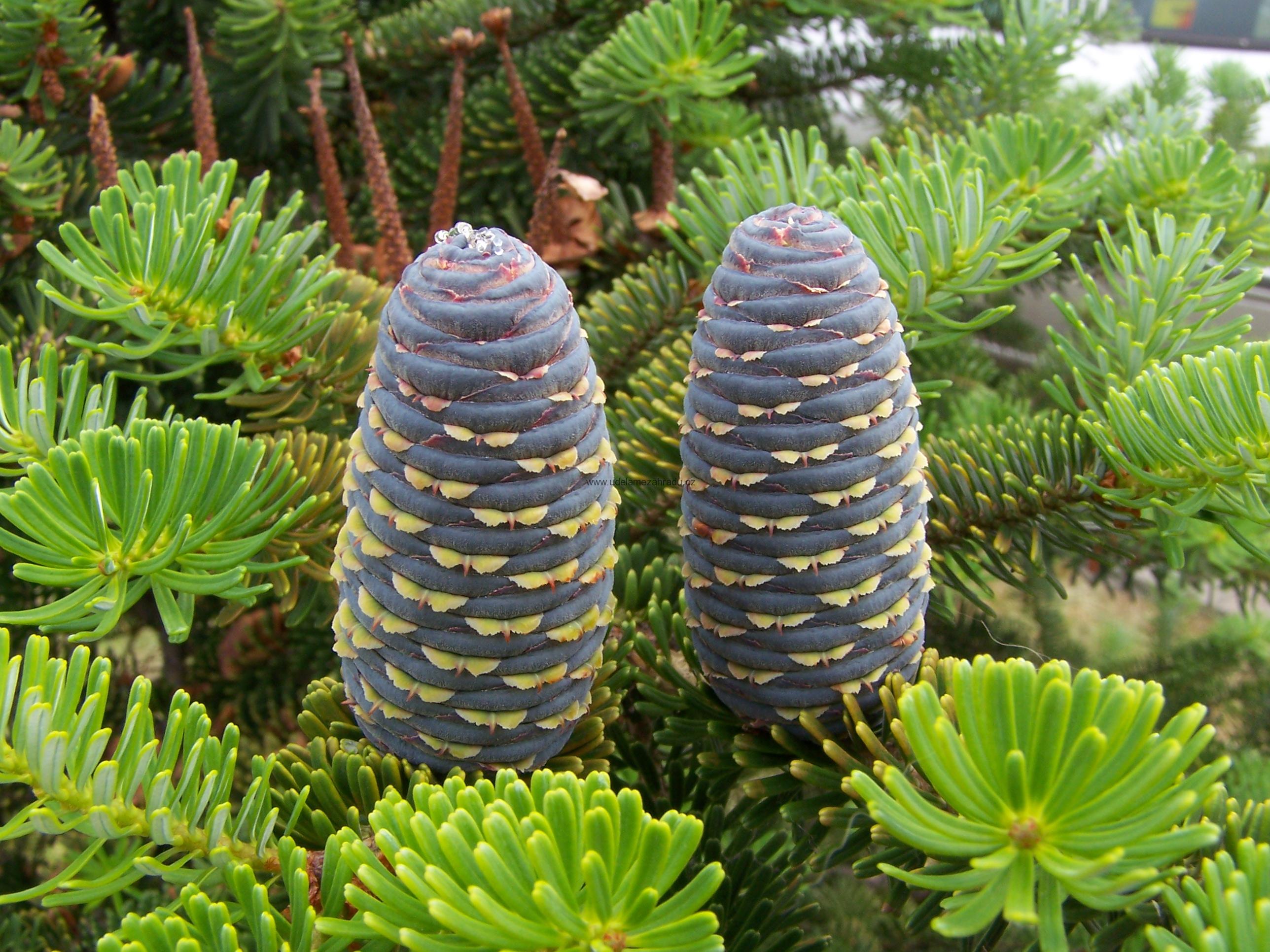 Jedle korejská "ABIES KOREANA", více variant
