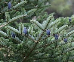 Jedle korejská "ABIES KOREANA", více variant