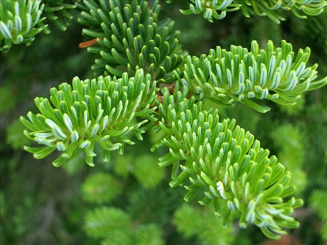 Jedle Kavkazská "ABIES NORDMANNIANA", více variant