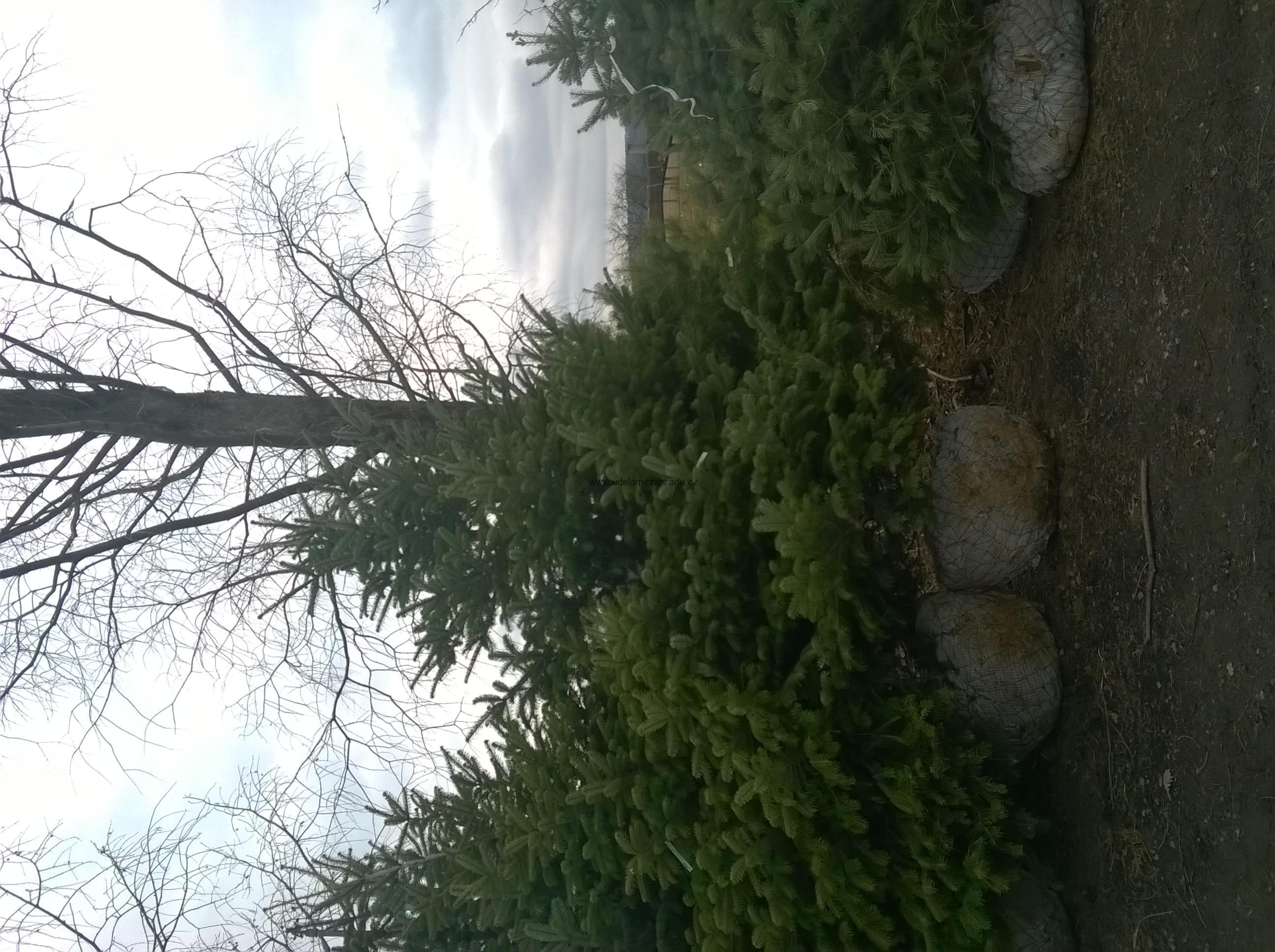 Jedle Kavkazská "ABIES NORDMANNIANA", více variant