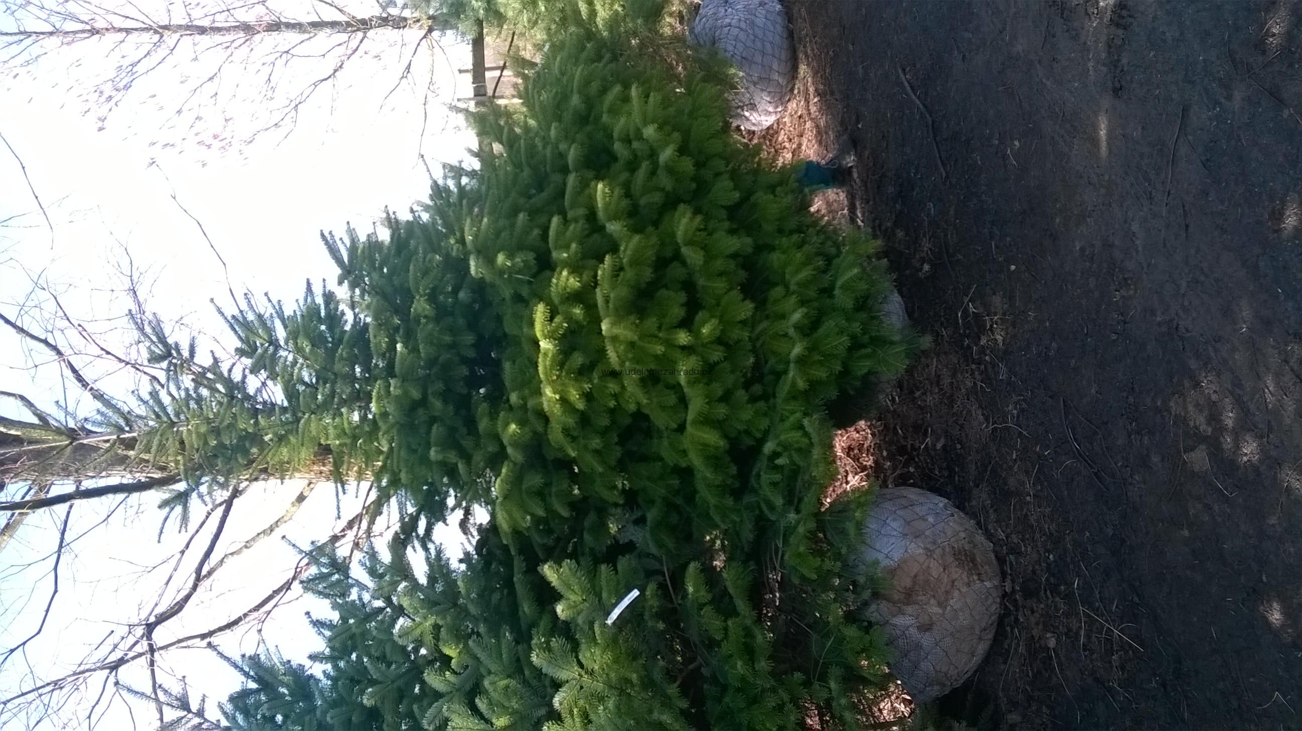 Jedle Kavkazská "ABIES NORDMANNIANA", více variant