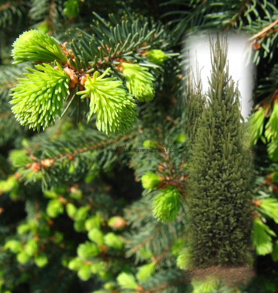 Smrk "PICEA OMORICA", více variant
