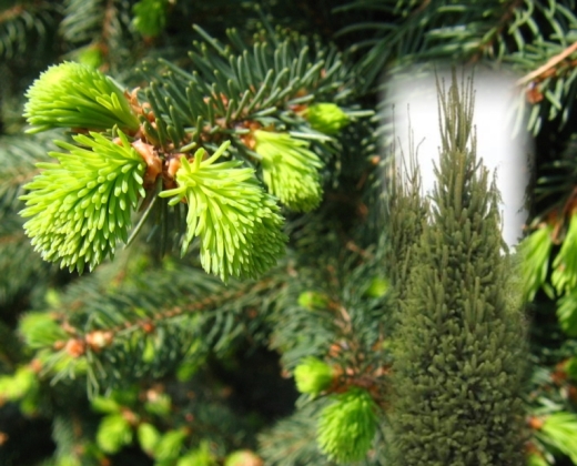 Smrk "PICEA OMORICA", více variant