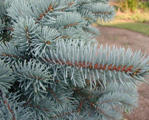 Smrk pichlavý "PICEA PUNGENS HOOPSII", více variant