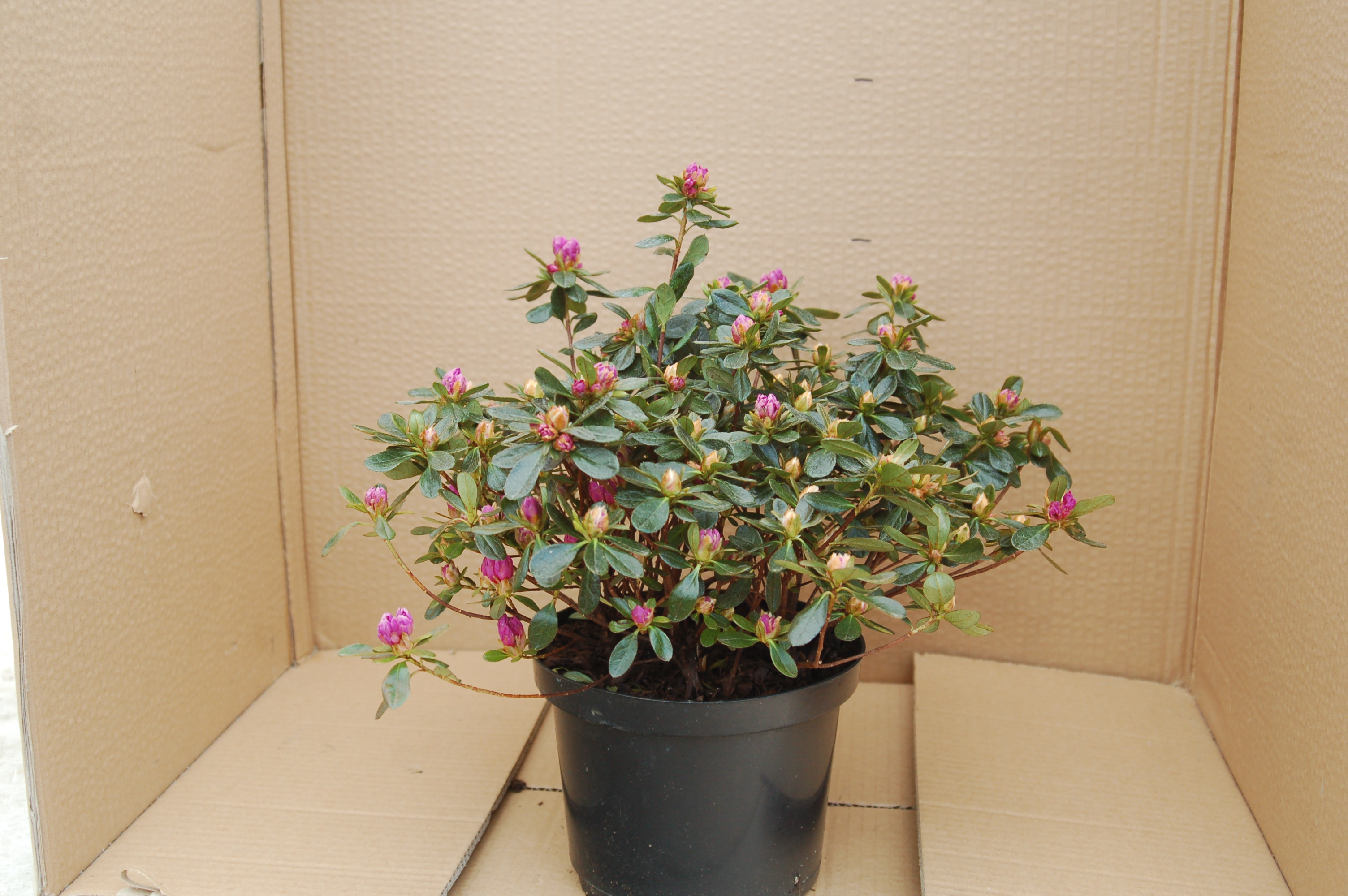 Azalka japonská červená "AZAELA JAPONICA"