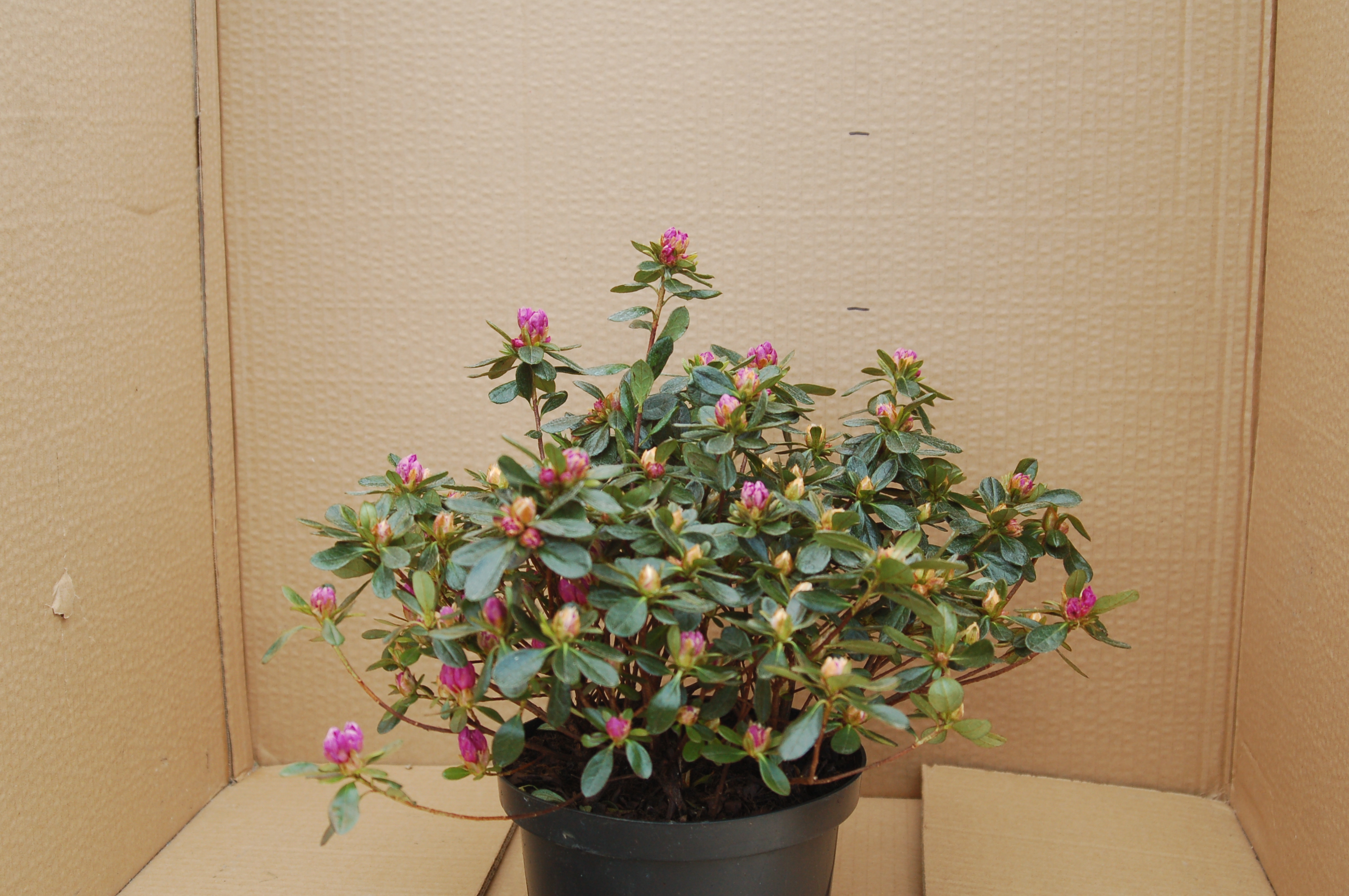 Azalka japonská červená "AZAELA JAPONICA"