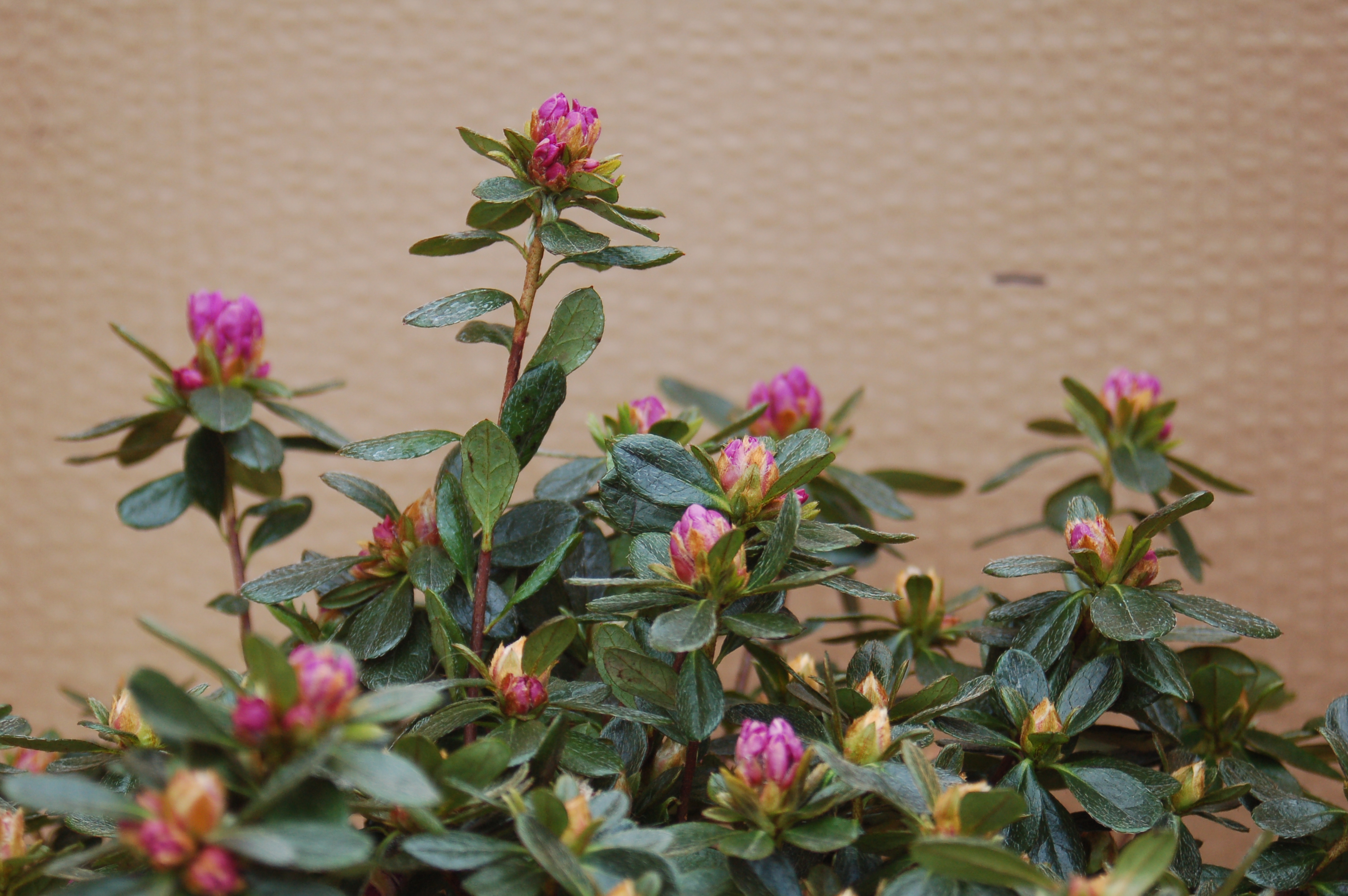 Azalka japonská červená "AZAELA JAPONICA"