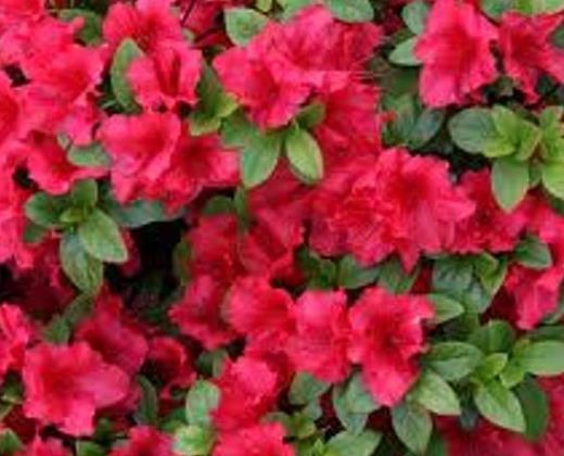 Azalka japonská červená "AZAELA JAPONICA"