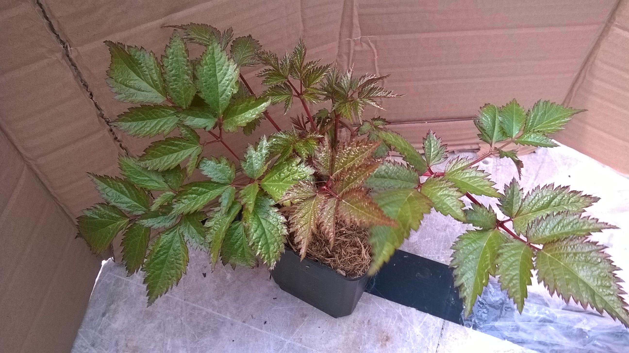 Čechrava bílá "Astilbe"