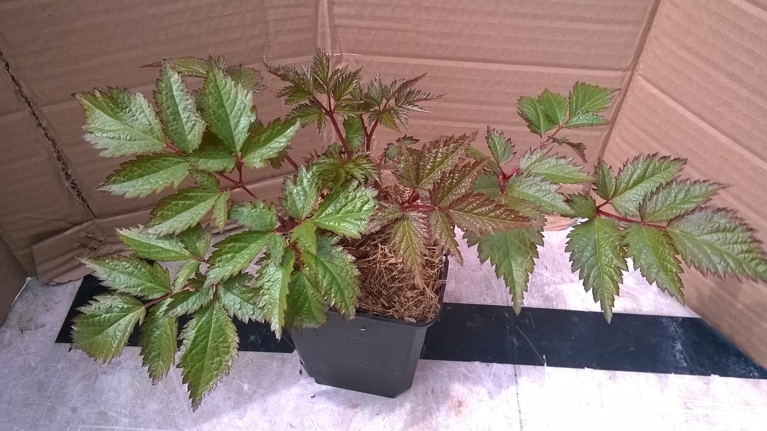 Čechrava bílá "Astilbe"