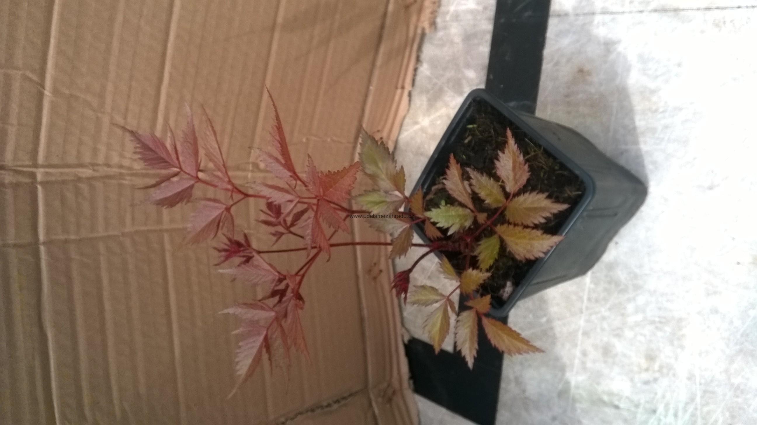Čechrava bílá "Astilbe"