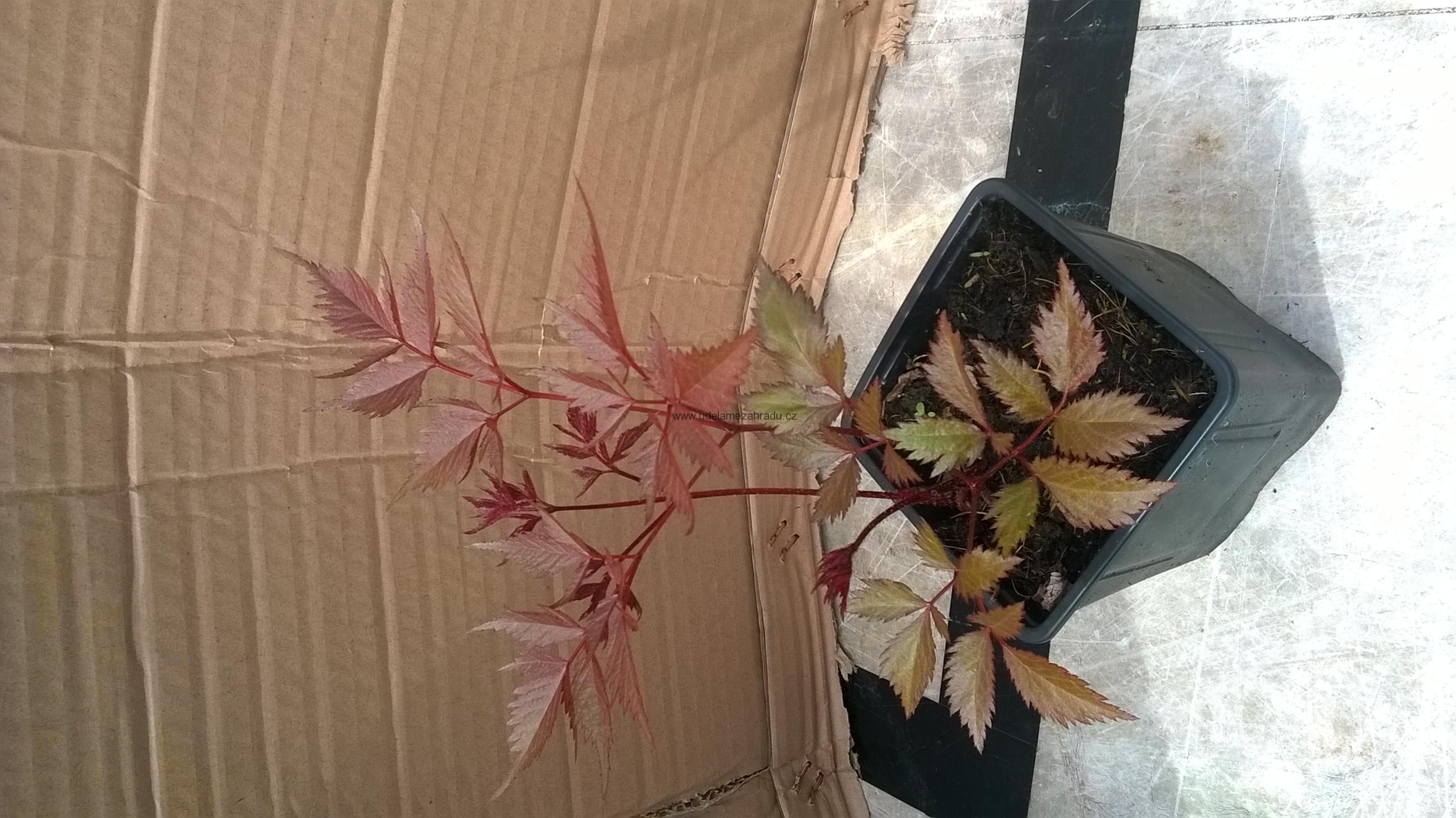 Čechrava bílá "Astilbe"
