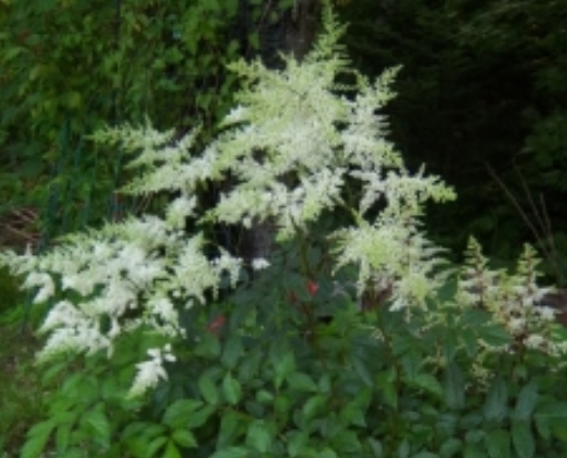 Čechrava "ASTILBE", více variant