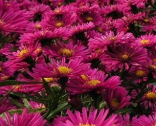 Hvězdnice "ASTER DUMOSUS", více variant 