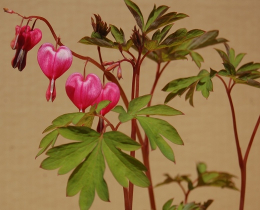 Srdcovka nádherná "DICENTRA SPECTABILIS" c2L