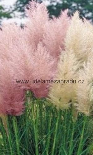 Pampová tráva "CORTADERIA SELLOANA" bílá