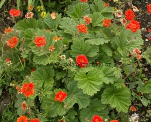 Kuklík šarlatový "GEUM COCCINEUM"