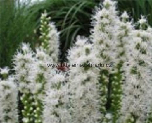 Šuškarda "LIATRIS SPICATA FLORISTAN WHITE"