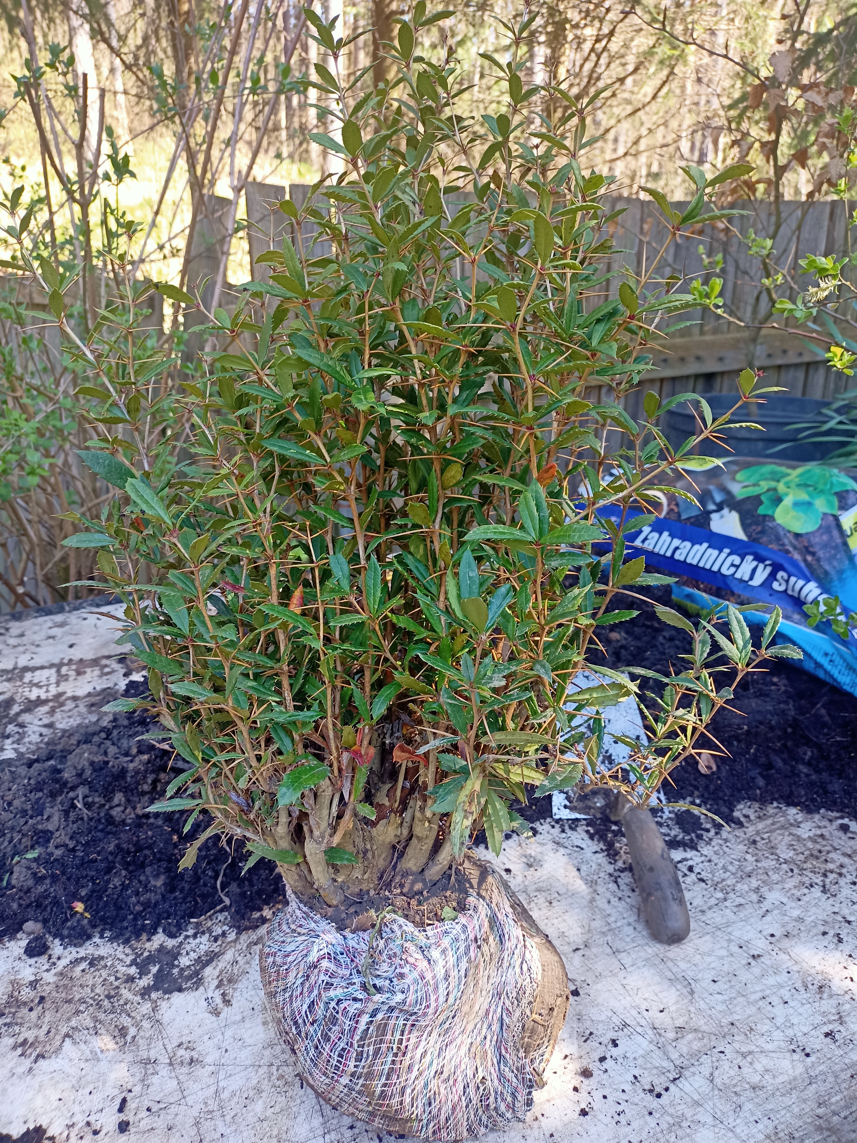 Dřišťál Juliin "BERBERIS JULIANAE"