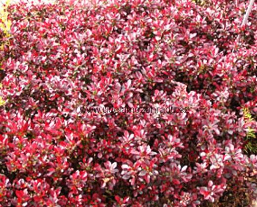 Dřišťál fialový "BERBERIS THUNBERGII BAGATELLE"