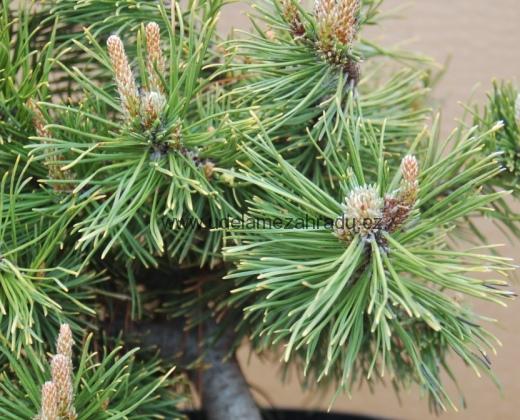 Borovice kleč "PINUS MUGO PUMILIO"