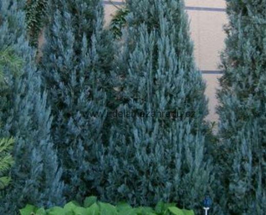 Jalovec "JUNIPERUS SCOPULORUM BLUE ARROW"