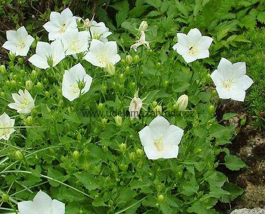 Zvonek bílý "CAMPANULA CARPATICA"