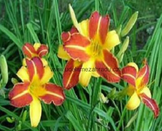 Denivka "HEMEROCALLIS FRANS HALS"