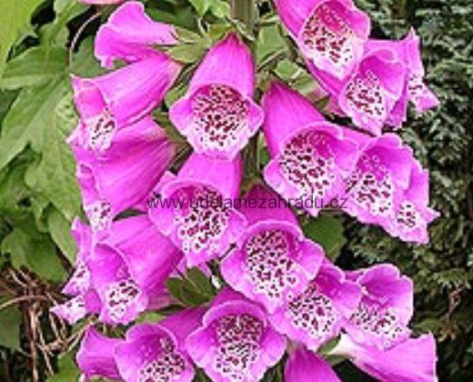 Náprstník červený "DIGITALIS PURPUREA"