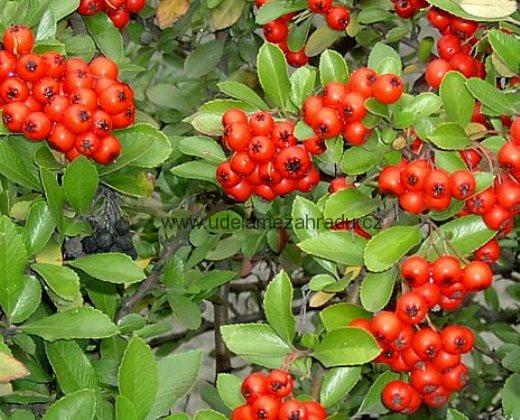 Hlohyně "PYRACANTHA COCCINEA RED COLUMN"