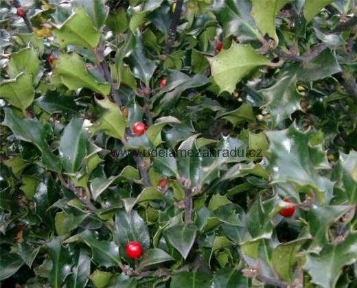 Cesmína modrá "ILEX MESERVEAE BLUE PRINCESS"
