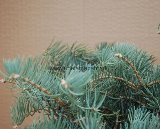 Jedle ojíněná "ABIES CONCOLOR COMPACTA"