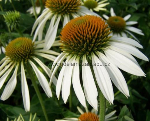 Třapatka bílá "ECHINACEA PURPUREA ALBA WHITE SWAN"