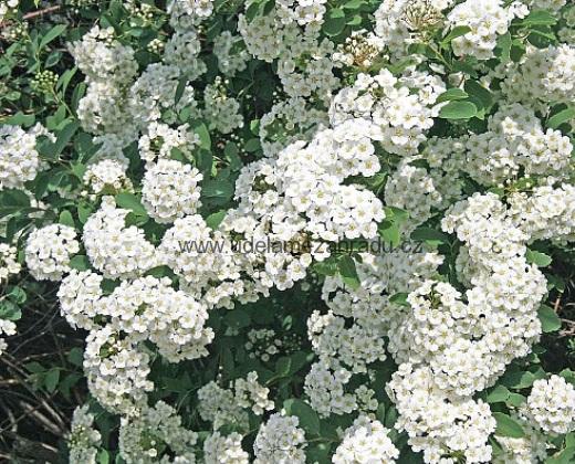 Tavolník "SPIRAEA VANHOUTTEI"