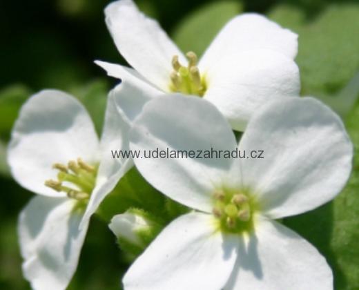 Huseník krémově bílý "ARABIS CAUCASICA"