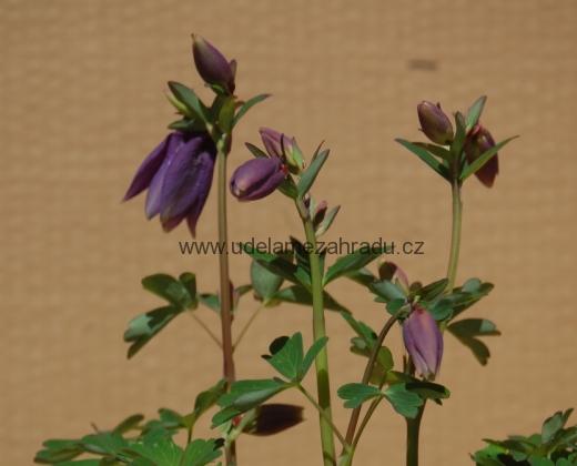 Orlíček fialový "AQUILEGIA VULGARIS"