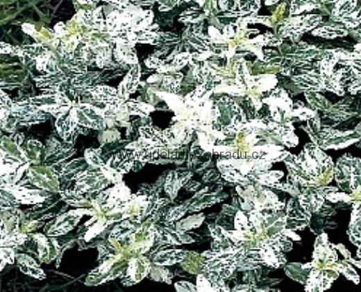 Brslen Fortuneův "EUONYMUS FORTUNEI HARLEXUIN"
