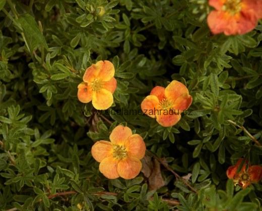 Mochna křovitá "POTENTILLA FRUCTIOSA RED ACE"