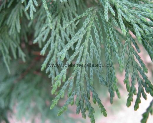 Cypřišek Leylandův "CUPESSOCYPARISS LEYLANDII", výška cca 90 cm