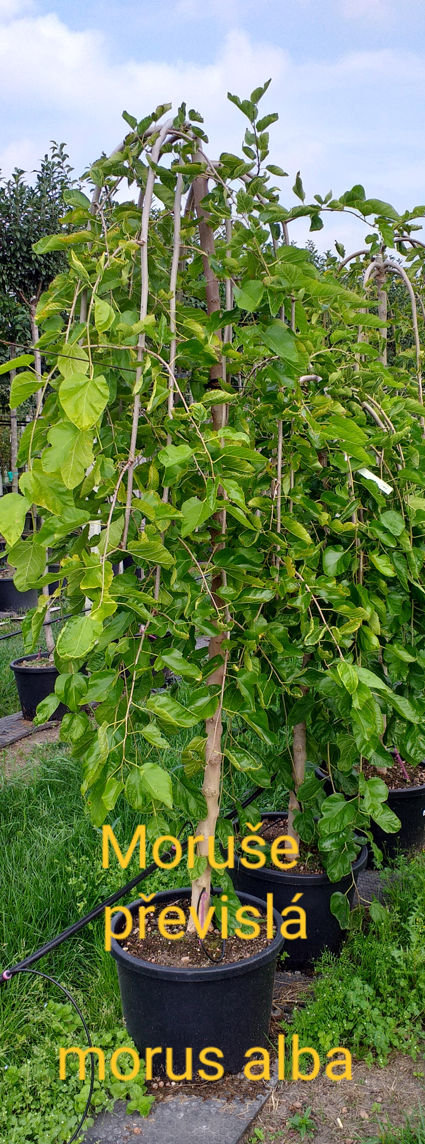 Moruše bílá převislá + 200 cm