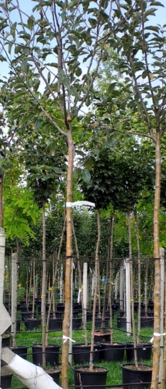 A- vzrostlé stromy Jabloň GOLDEN DELICIOUS +250 cm