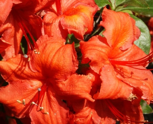 Azalka velkokvětá ohnivě rudá "RHODODENDRON KNAP HILL FIREBAL"
