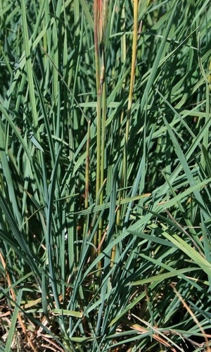 Smělek sivý "KOELERIA GLAUCA"