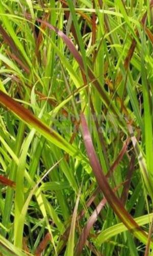 Proso prutnaté "PANICUM VIRGATUM ROTSTR"